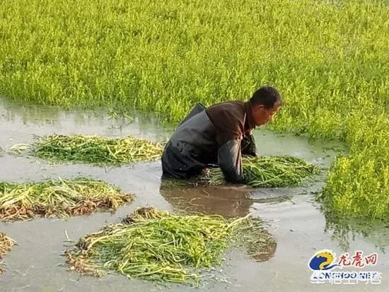 水八鲜是什么