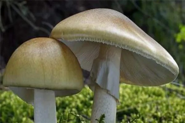 世界十大致命毒蘑菇:焦脚菌上榜,死亡帽毒性最大
