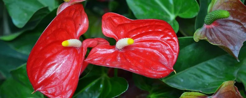火鹤花有毒吗 室内养火鹤花有毒吗