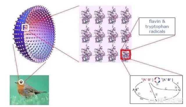 人类第六感首次被证实，你怎么看？