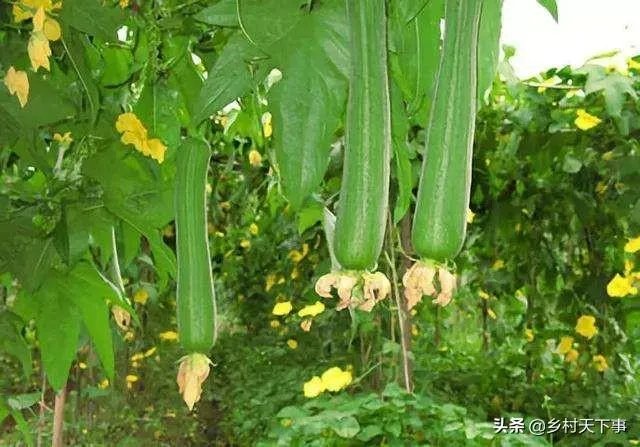 持续高温对丝瓜种植有什么影响?