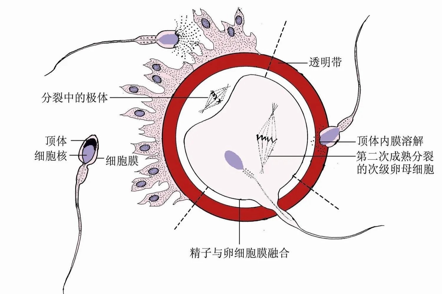 精子和卵子如何结合图解