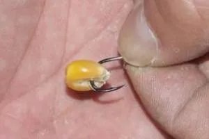 老玉米钓鱼怎么泡制？