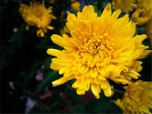 花中四君子是指什么 花中四君子的诗句