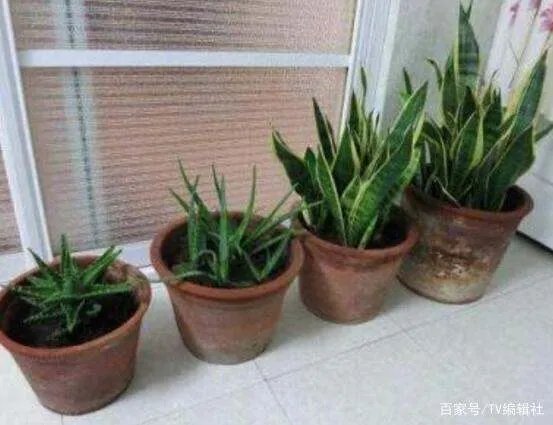 芦荟怎么浇水呢?