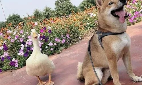 王珞丹微博挂寻鸭启事,你怎么看待这件事?