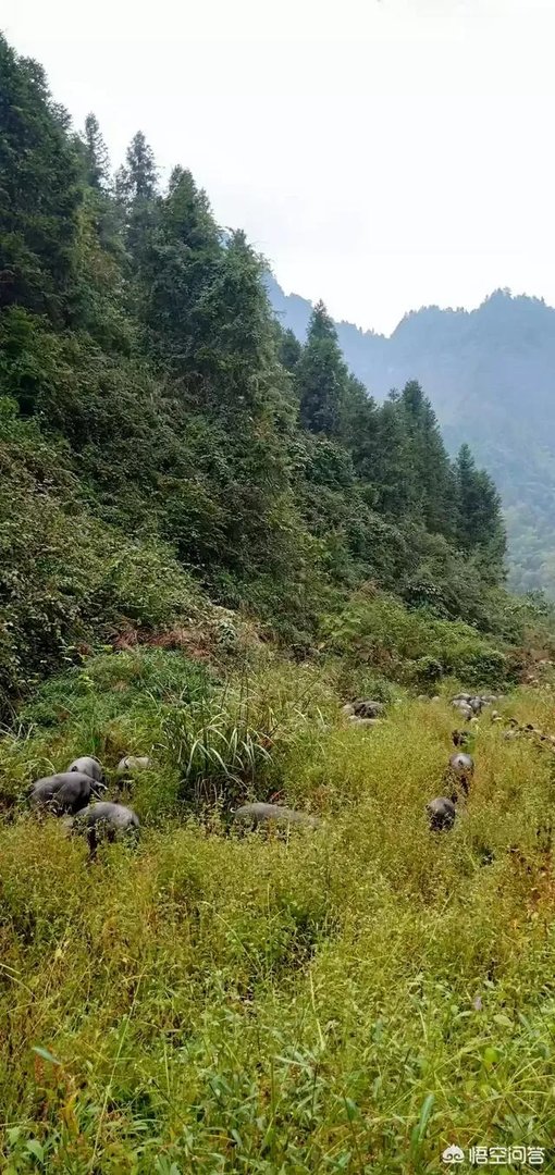 黑猪价格