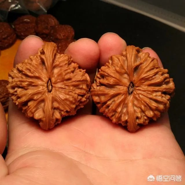 南疆石狮子头为什么那么贵,还那么受欢迎?