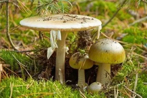 世界十大致命毒蘑菇:焦脚菌上榜,死亡帽毒性最大