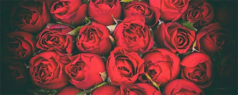 红玫瑰花语 红玫瑰的花语是什么