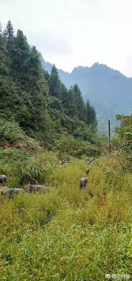 黑猪价格