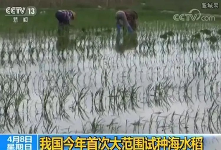 我国大范围试种海水稻 什么叫海水稻?