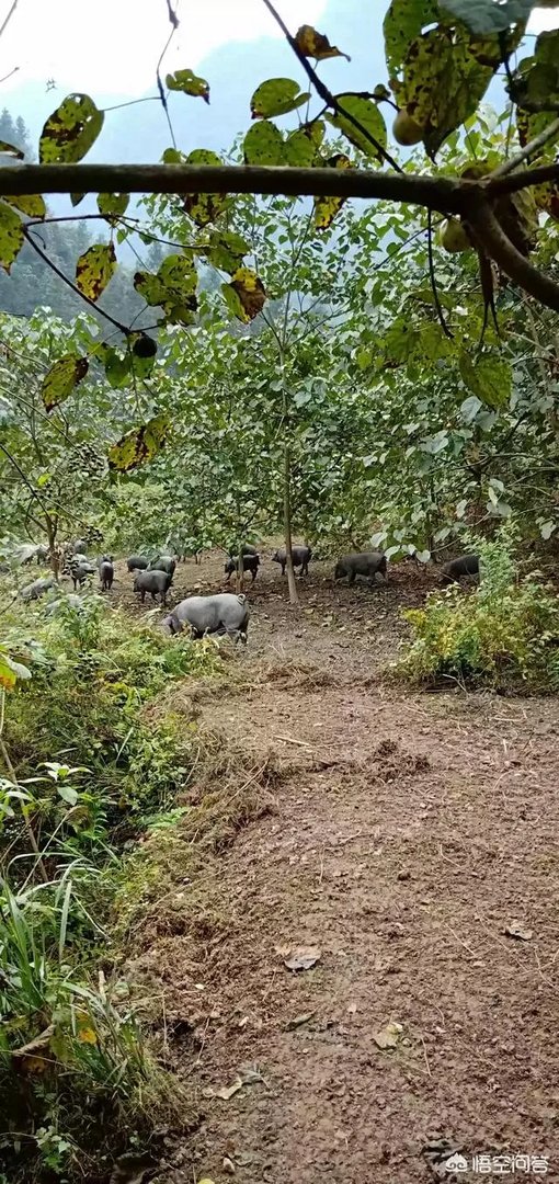 黑猪价格