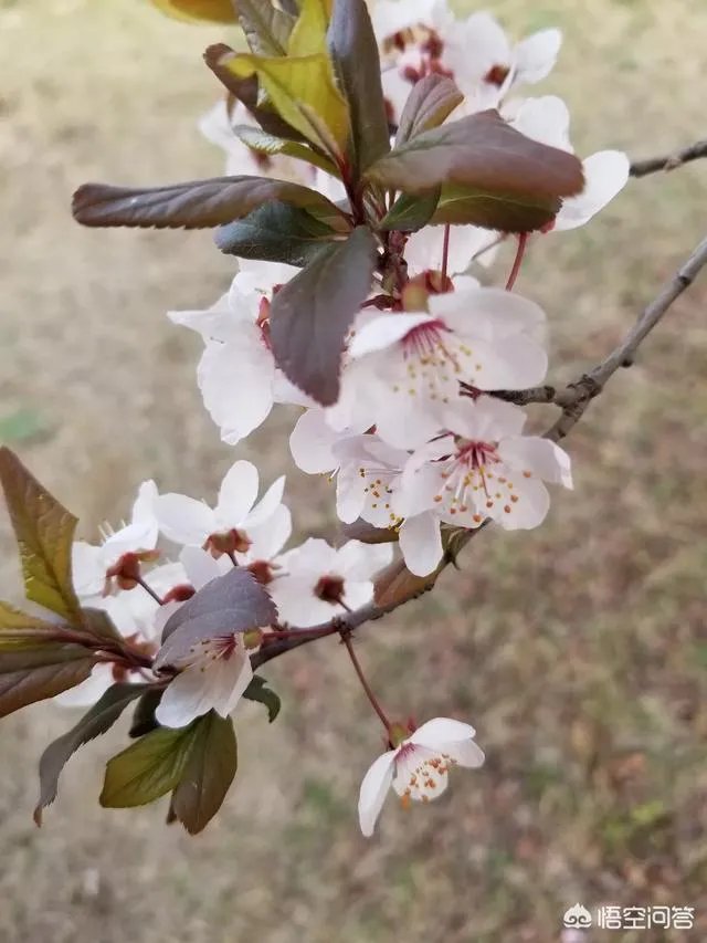红叶李果实能吃吗?