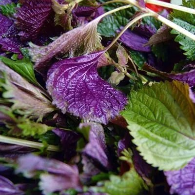 喝蜂蜜会胖吗