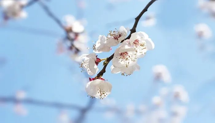 桃花源记原文及翻译 桃花源记课文原文