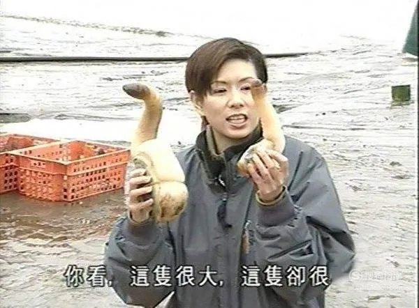 象拔蚌什么梗?