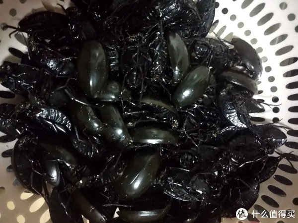 广东人煮“水曱甴（蟑螂）”？错了，那是在做和味龙虱