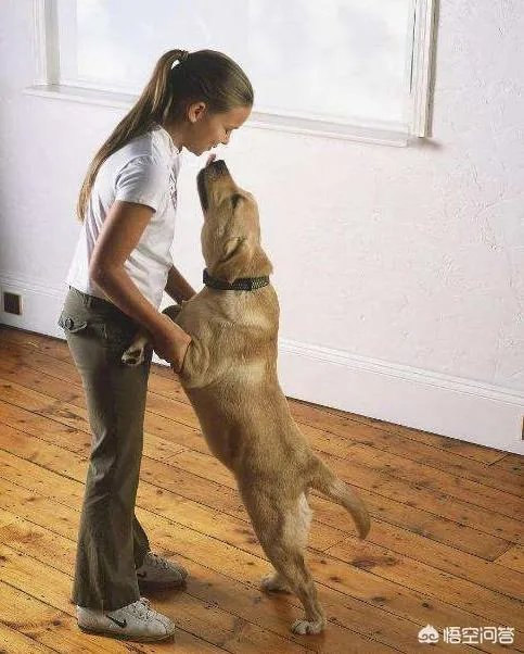 拉布拉多犬是万能犬,为什么很多人想养却不敢养?