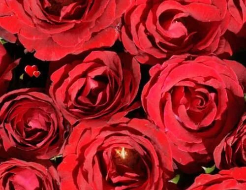 22朵玫瑰花代表什么意思 22朵玫瑰和三支百合是什么意思