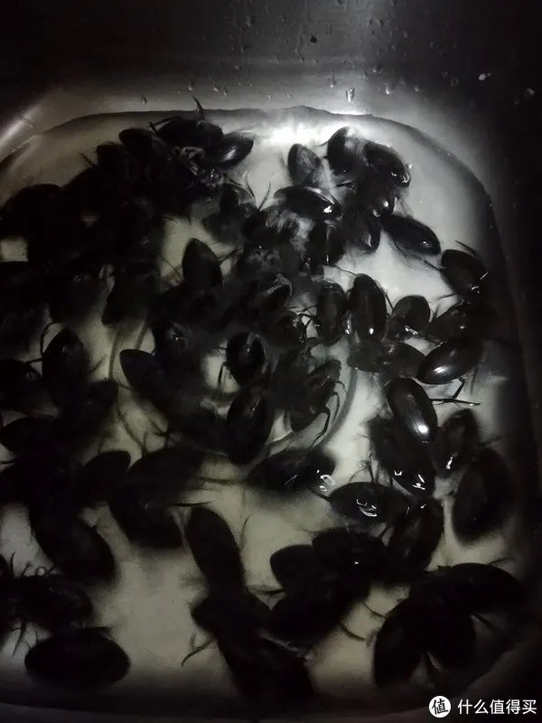 广东人煮“水曱甴（蟑螂）”？错了，那是在做和味龙虱