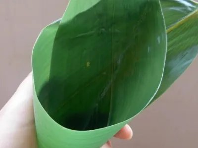 煮粽子需要多长时间,煮粽子需要多长时间知识