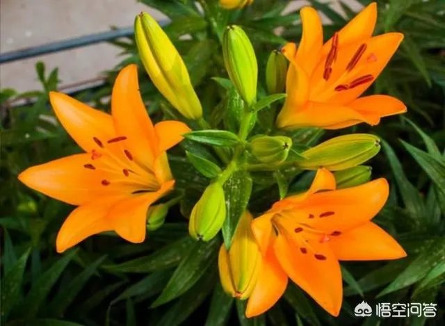 怎么种植百合花？