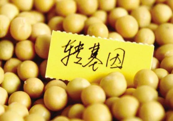 美国批准释放7.5亿只转基因蚊子,会对人类造成影响吗?
