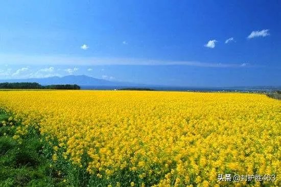 你眼里的春天是什么样子的？