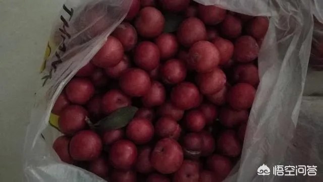 红叶李果实能吃吗?