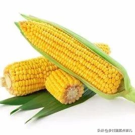 中国哪里玉米最好?