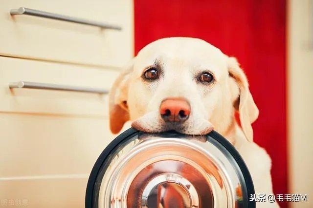 拉布拉多犬是万能犬，为什么很多人想养却不敢养？