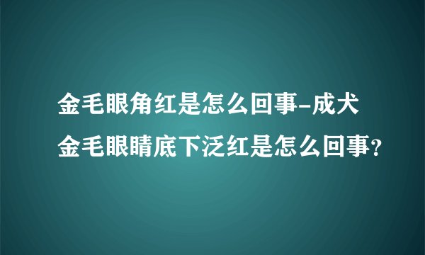 金毛眼角红是怎么回事-成犬金毛眼睛底下泛红是怎么回事？