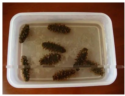 干海参怎么发