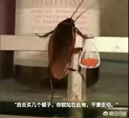 你知道有哪些假大学？