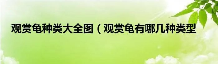 观赏龟种类大全图(观赏龟有哪几种类型