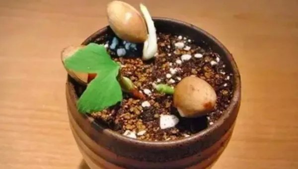 银杏树果可以种吗
