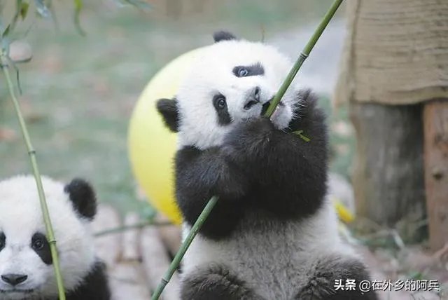 大熊猫爱吃的竹子是草还是树?