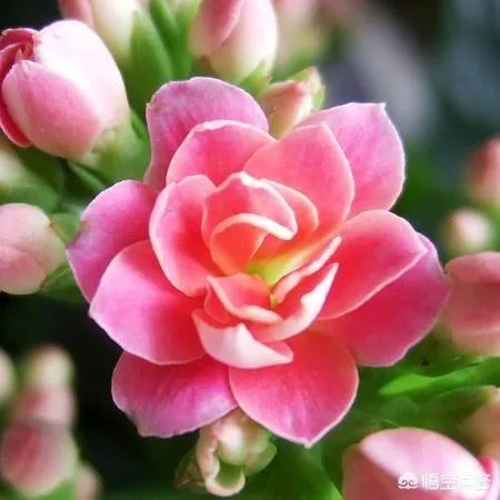 为什么有心栽花花就不活?
