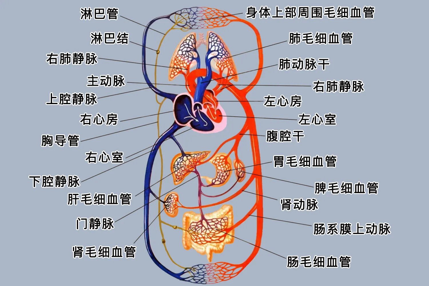 人体内脏器官分布