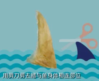 鱼翅要怎么泡发 鱼翅的泡发方法