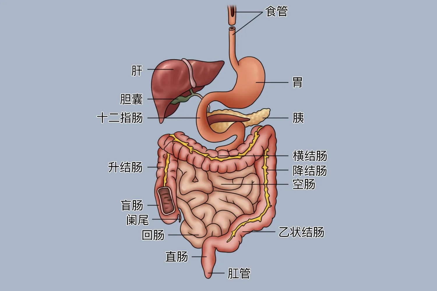 人体内脏器官分布