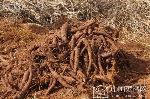 草乌是什么 草乌炖猪脚究竟是美味还是毒药?