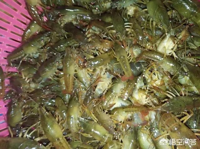 六月份和七月份哪个月龙虾苗便宜点?也更适合投苗。谢谢?