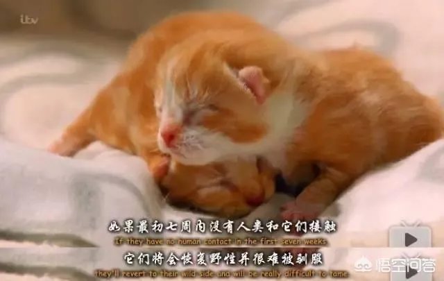 BBC大猫哪里可以看？