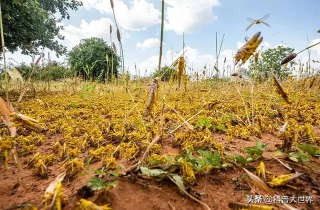 非洲蝗虫成灾,已影响印度和巴基斯坦,会传入中国吗?
