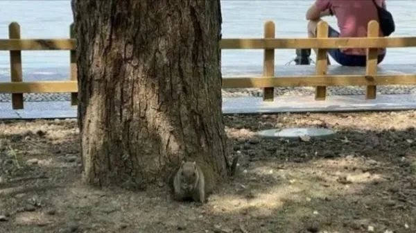 西湖网红松鼠被鹰抓走,抓住松鼠的是什么品种的鹰?在当地是否常见?
