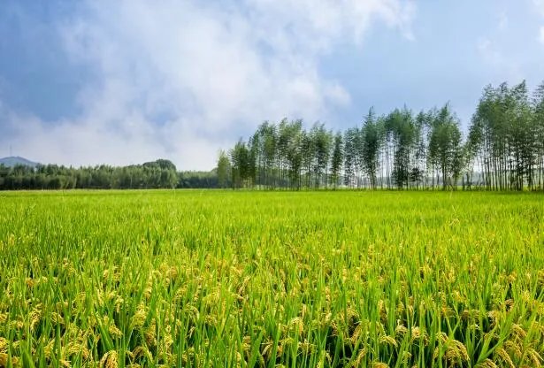 2021白露几时几分几秒 今年白露具体准确时间表