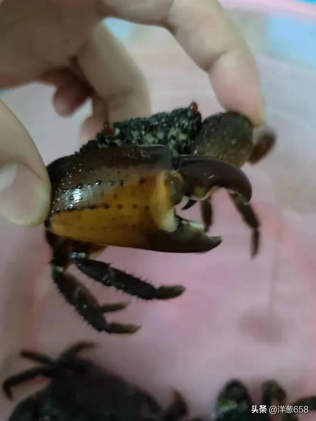 杨梅坑好玩吗