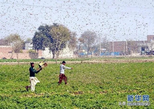 非洲蝗虫成灾,已影响印度和巴基斯坦,会传入中国吗?